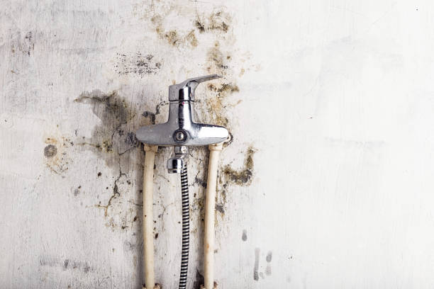 Skidway Lake, MI Mold Remediation Company