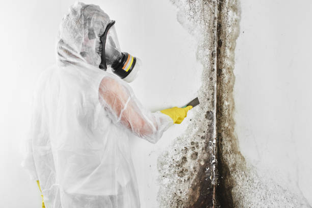 Best Post-Flood Mold Remediation in Skidway Lake, MI