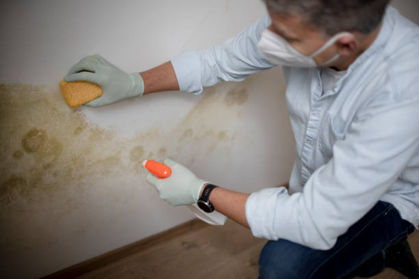 Best HVAC Mold Remediation in Skidway Lake, MI