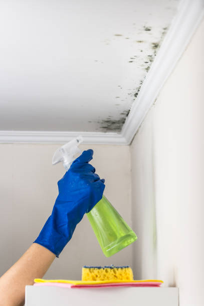 Best Residential Mold Remediation in Skidway Lake, MI