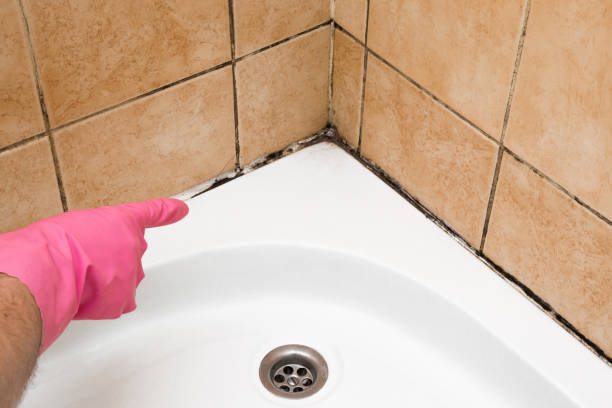 Best Mold Testing and Inspection Services in Skidway Lake, MI